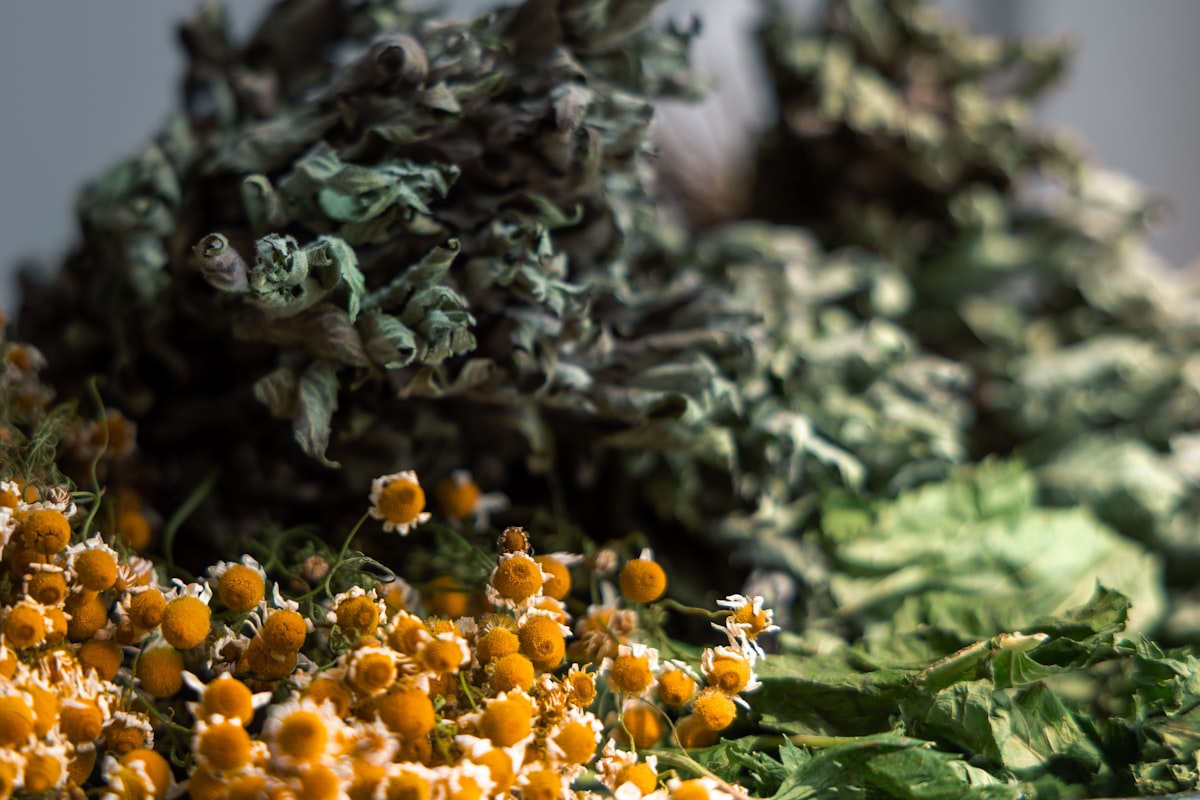 Pumpkin seeds and hemp seeds nutrition guide